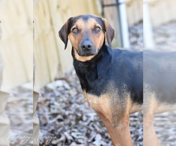Medium Photo #3 Black and Tan Coonhound-Labrador Retriever Mix Puppy For Sale in Brewster, NY, USA