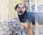 Small #2 Black and Tan Coonhound-Labrador Retriever Mix