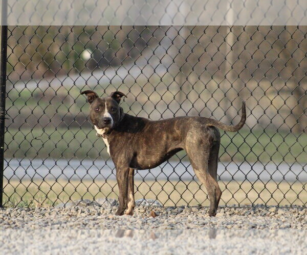 Medium Photo #11 Mutt Puppy For Sale in Utica, NY, USA