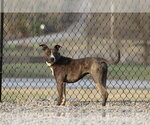 Small #10 Mutt