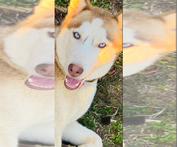 Medium Photo #1 Siberian Husky Puppy For Sale in HIRAM, GA, USA
