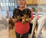 Small #2 Dachshund