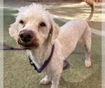 Small #1 Poodle (Miniature) Mix