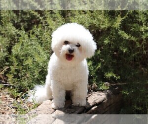 Mother of the Bichon Frise puppies born on 09/12/2022