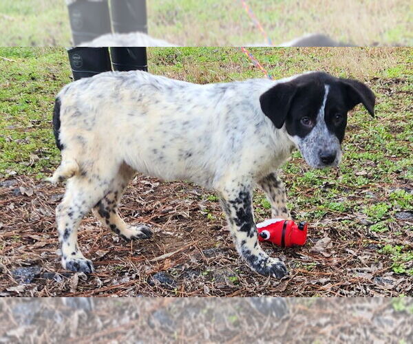 Medium Photo #4 Labrenees Puppy For Sale in Wetumpka, AL, USA