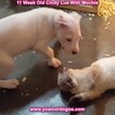 Small Photo #116 Dogo Argentino Puppy For Sale in PINEVILLE, MO, USA