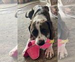 Small #1 Boxer Mix