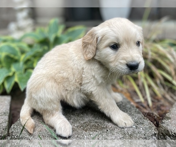 Medium Photo #5 Golden Retriever Puppy For Sale in FORDLAND, MO, USA