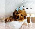 Small #4 Poodle (Toy)
