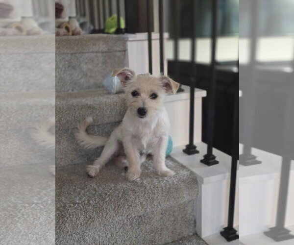 Medium Photo #1 Mutt Puppy For Sale in The Woodlands, TX, USA