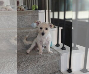 Mutt Dogs for adoption in The Woodlands, TX, USA