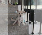 Small Mutt