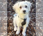 Small #2 Maltipoo