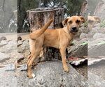 Small #3 Mutt