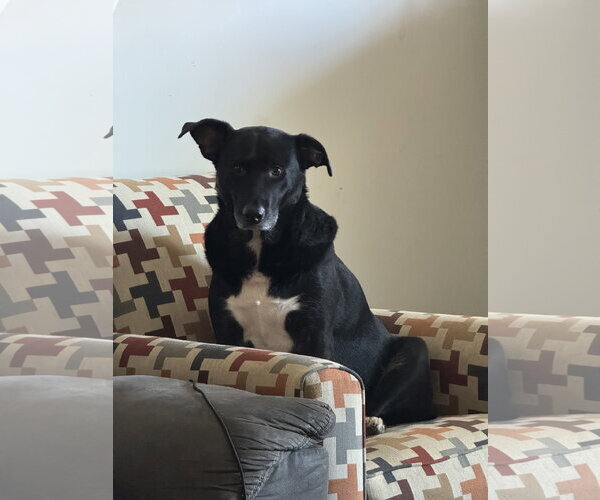 Medium Photo #2 Labrador Retriever-Unknown Mix Puppy For Sale in Miami, FL, USA