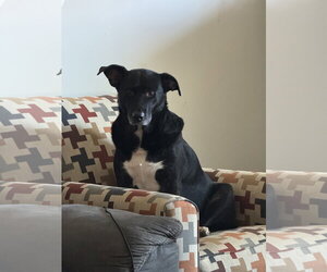 COURTESY POST: Dobby - Male Labrador Retriever-Unknown Mix Dog for Adoption - Photo #2