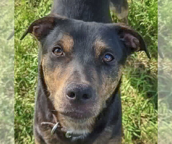 Medium Photo #4 Catahoula Leopard Dog-Rottweiler Mix Puppy For Sale in Huntley, IL, USA