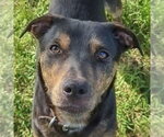 Small #3 Catahoula Leopard Dog-Rottweiler Mix