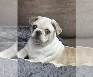 Medium Pug