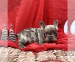 Puppy 3 French Bulldog