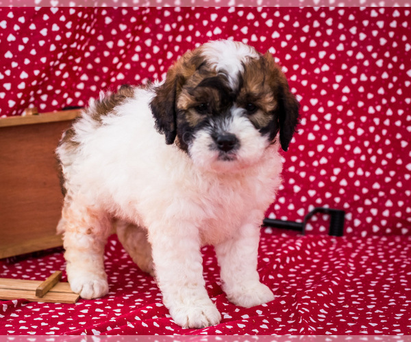 Medium Photo #10 Saint Berdoodle Puppy For Sale in WAKARUSA, IN, USA