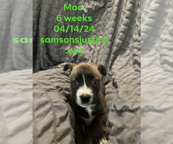 Medium Photo #7 American Staffordshire Terrier-Labrador Retriever Mix Puppy For Sale in Orange Grove, TX, USA