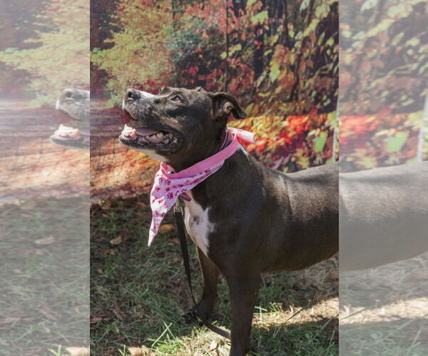 Medium Photo #8 American Staffordshire Terrier Puppy For Sale in Mooresville, NC, USA