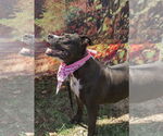 Small #7 American Staffordshire Terrier