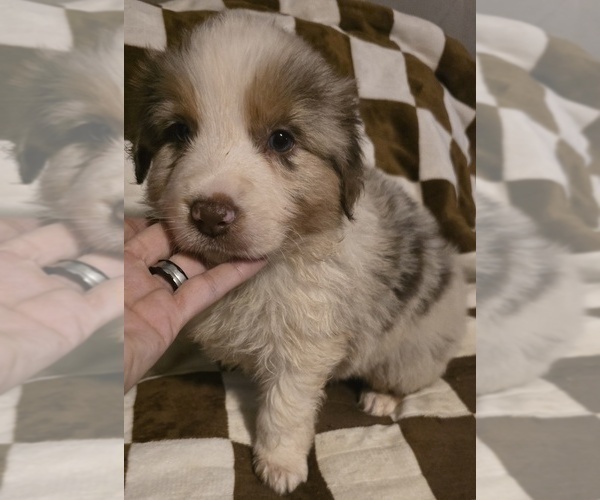 Medium Photo #24 Australian Shepherd Puppy For Sale in ROY, UT, USA
