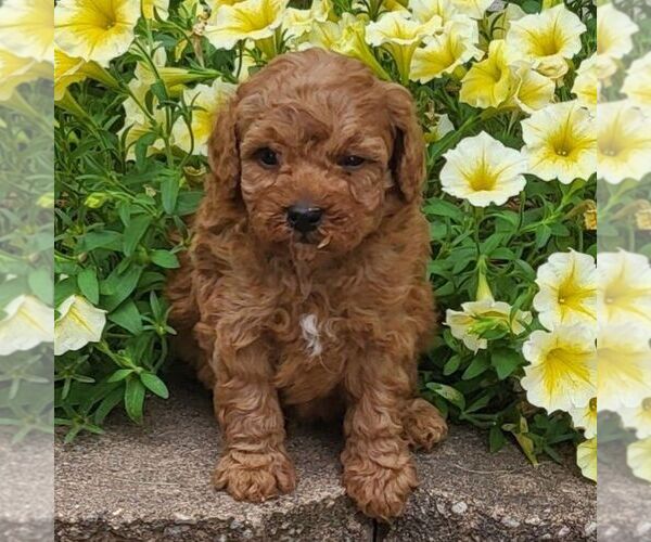 Medium Photo #1 Poodle (Toy) Puppy For Sale in ARTHUR, IL, USA