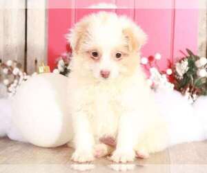 Pomeranian Puppy for sale in MOUNT VERNON, OH, USA