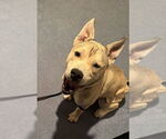 Small American Pit Bull Terrier Mix