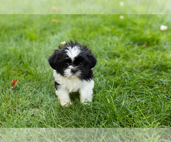 Medium Photo #2 Shih Tzu Puppy For Sale in NAPPANEE, IN, USA