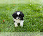 Small #1 Shih Tzu