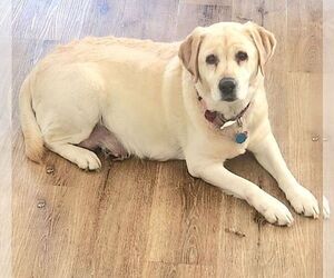 Mother of the Labrador Retriever puppies born on 12/18/2025