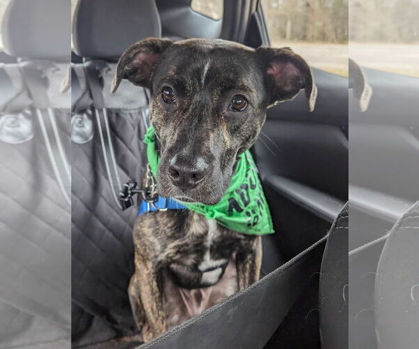 Medium Photo #10 Mutt Puppy For Sale in Woodbury, NY, USA