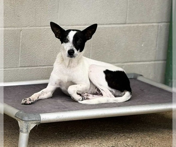 Medium Photo #2 Mutt Puppy For Sale in Westwood, NJ, USA