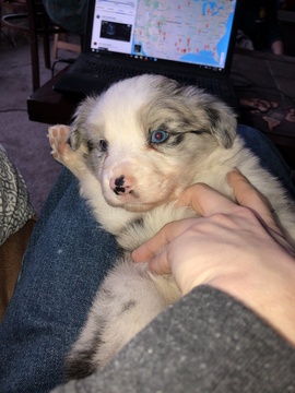 Medium Photo #1 Border Collie Puppy For Sale in CHARLOTTE, MI, USA