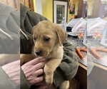Puppy Puppy 2 Labrador Retriever