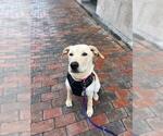 Small Photo #1  Puppy For Sale in , 