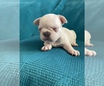 Small #15 French Bulldog