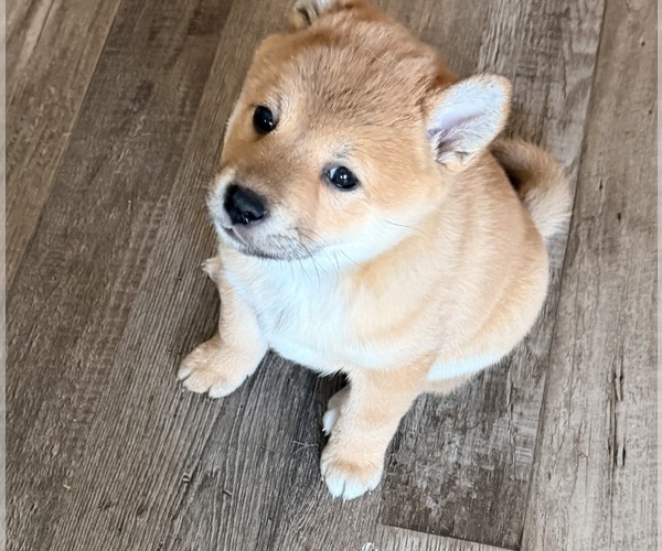 Medium Photo #2 Shiba Inu Puppy For Sale in COHUTTA, GA, USA