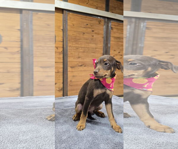 Medium Photo #1 Mutt Puppy For Sale in McKinney, TX, USA