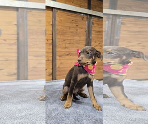 Mutt Dogs for adoption in McKinney, TX, USA
