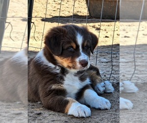 Australian Shepherd Puppy for sale in ERICK, OK, USA