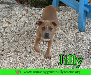 Jilly - Female American Pit Bull Terrier-Unknown Mix Dog for Adoption - Photo #26