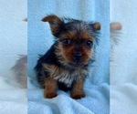 Small #2 Yorkshire Terrier
