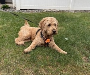 Father of the Goldendoodle-Poodle (Miniature) Mix puppies born on 07/13/2025