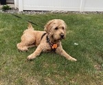 Small Photo #1 Goldendoodle-Poodle (Miniature) Mix Puppy For Sale in CAMBRIDGE, MN, USA
