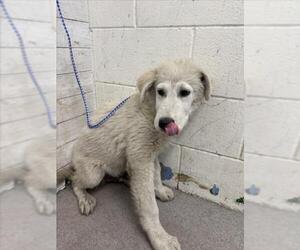 Labrenees Dogs for adoption in San Bernardino, CA, USA